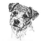 Jack Russell Terrier