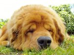 pies rasy tibetan mastiff tibetan mastiff