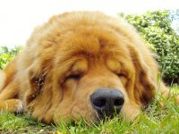 pies rasy tibetan mastiff tibetan mastiff