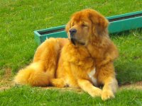 tibetan mastiff