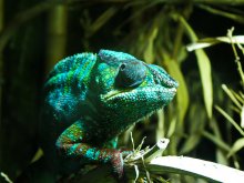 kameleon w terrrarium kameleon w terrrarium